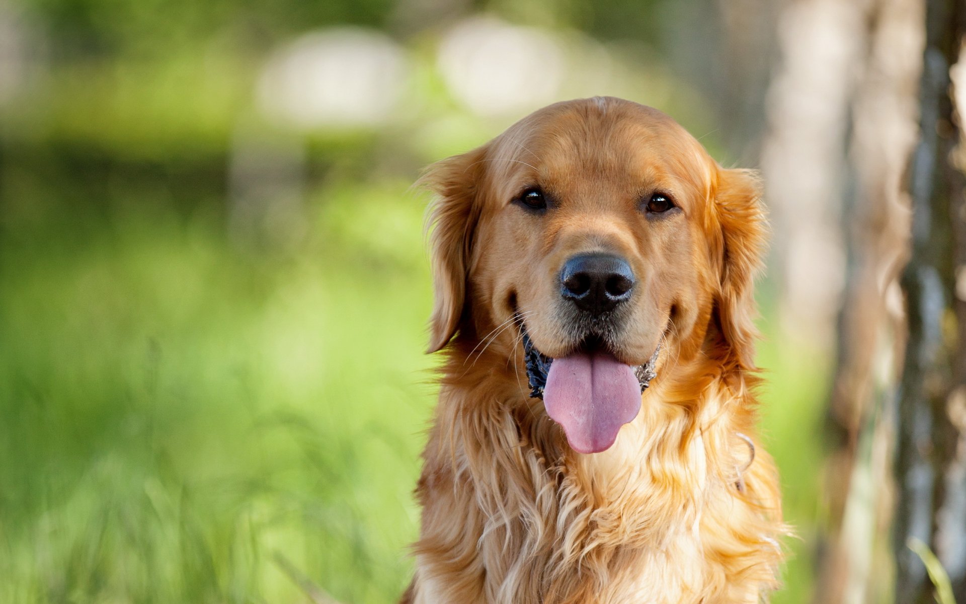 dog view other retriever