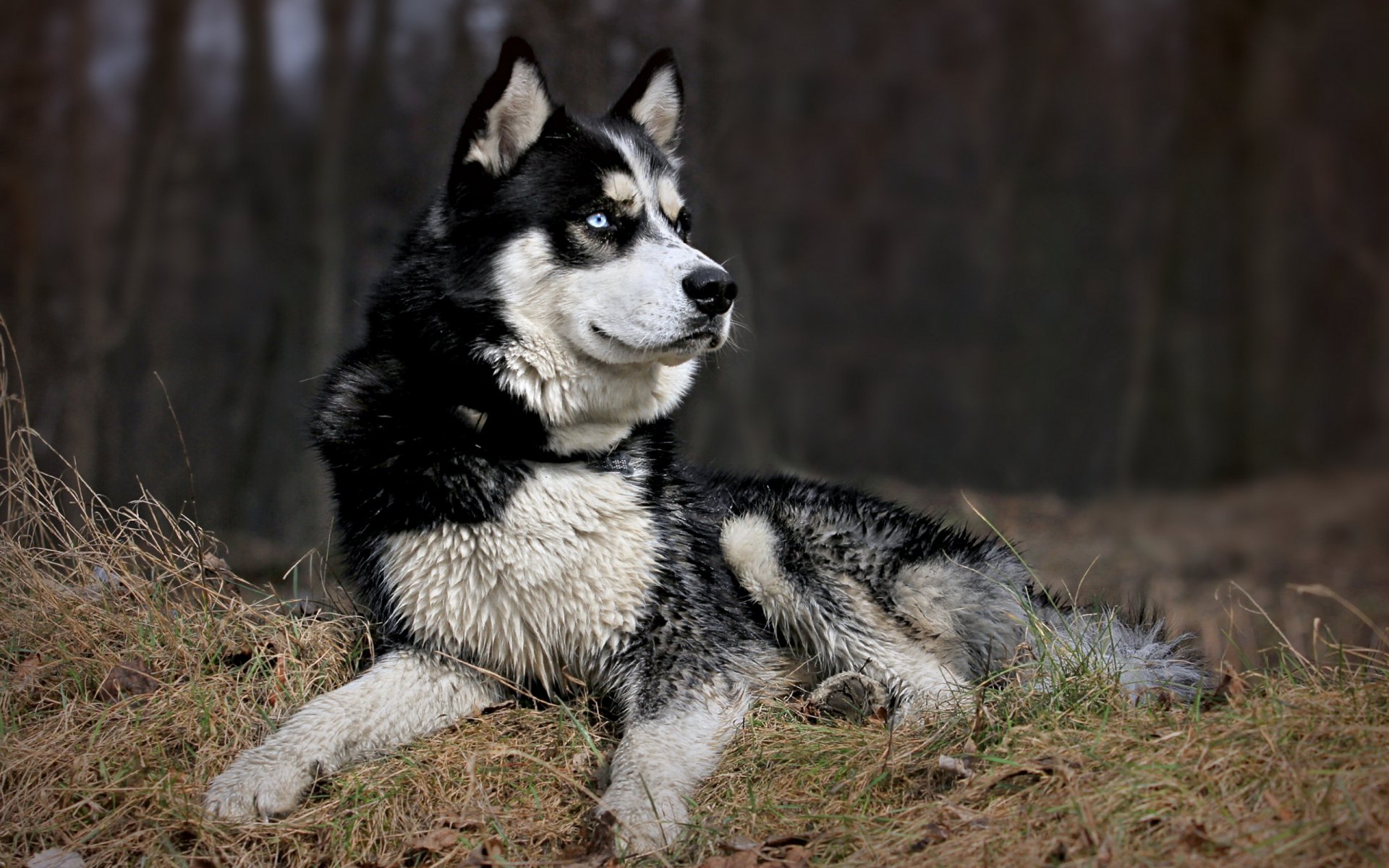 perro amigo mirada