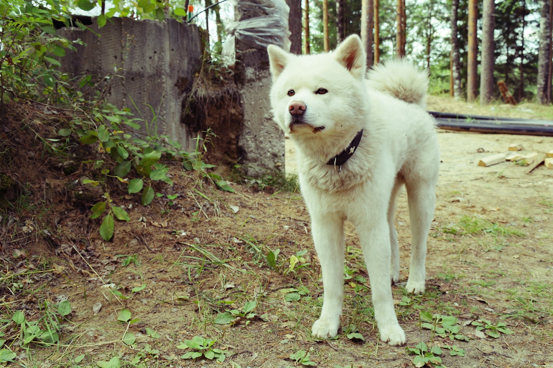 akita inu psy biały natura