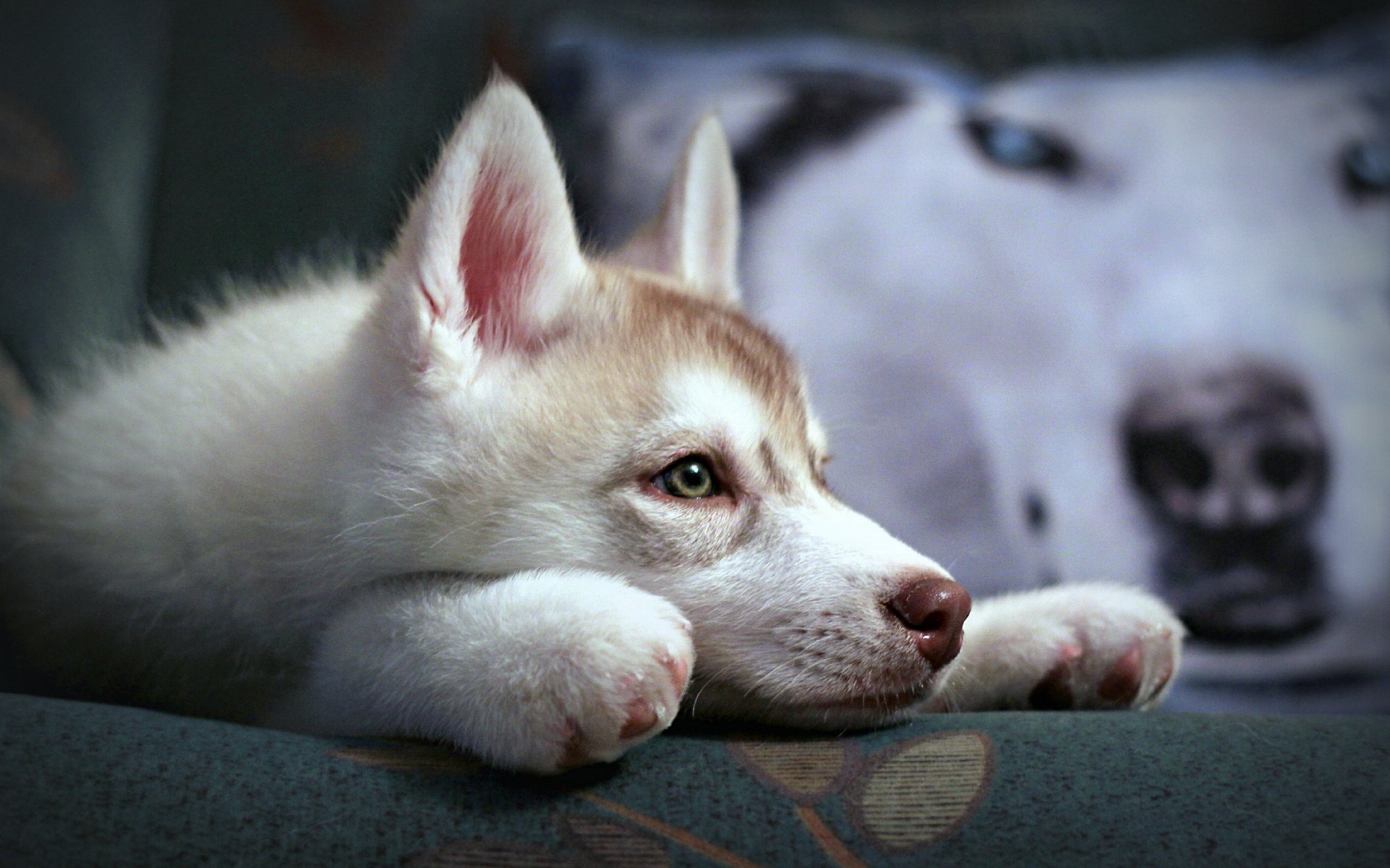 dog siberian husky puppy