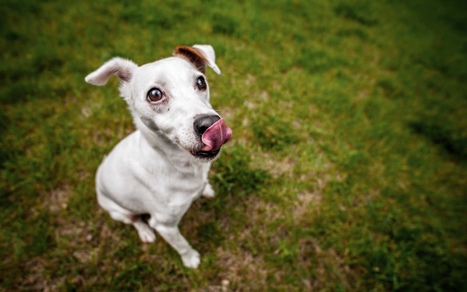 chien regard ami