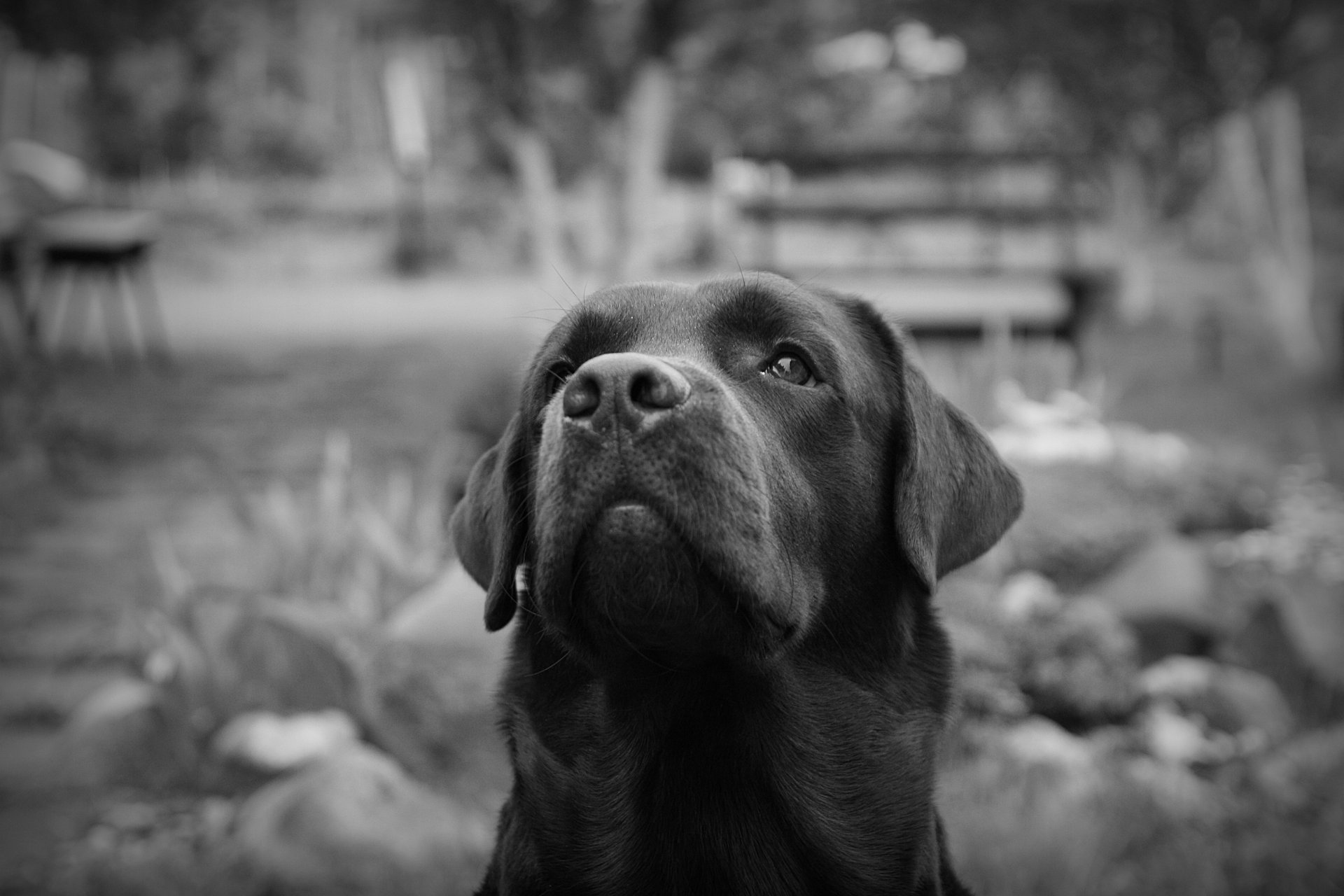 labrador peter black and white