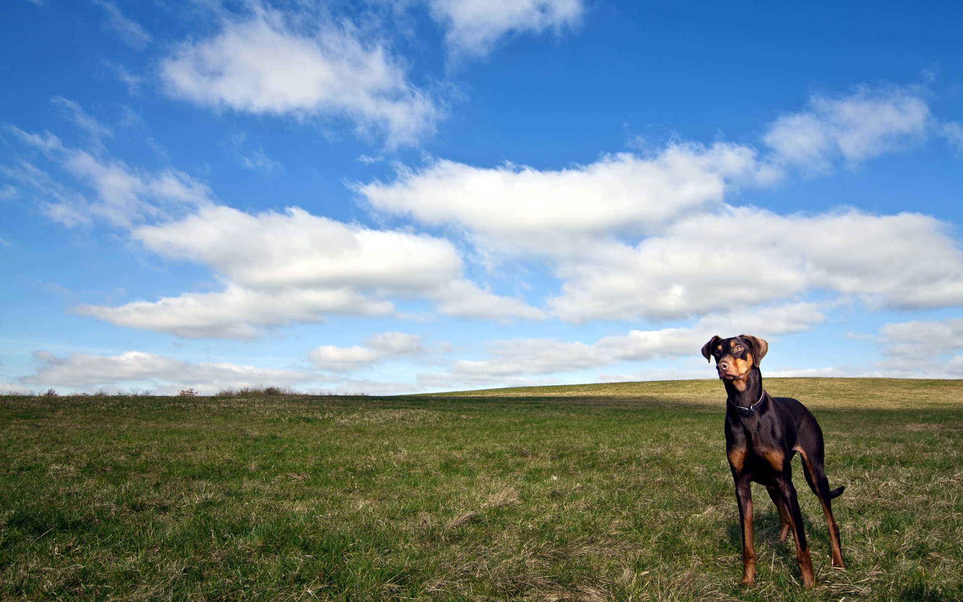 dog the field sky