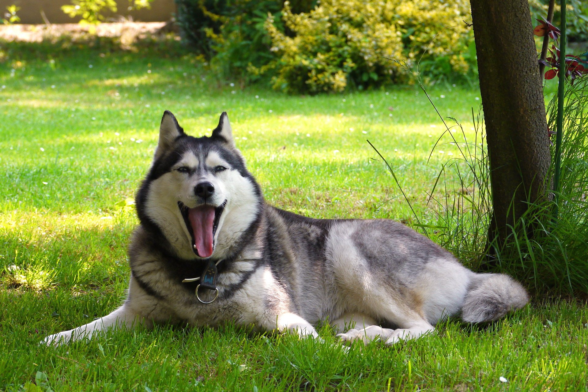 dog malamute nature other