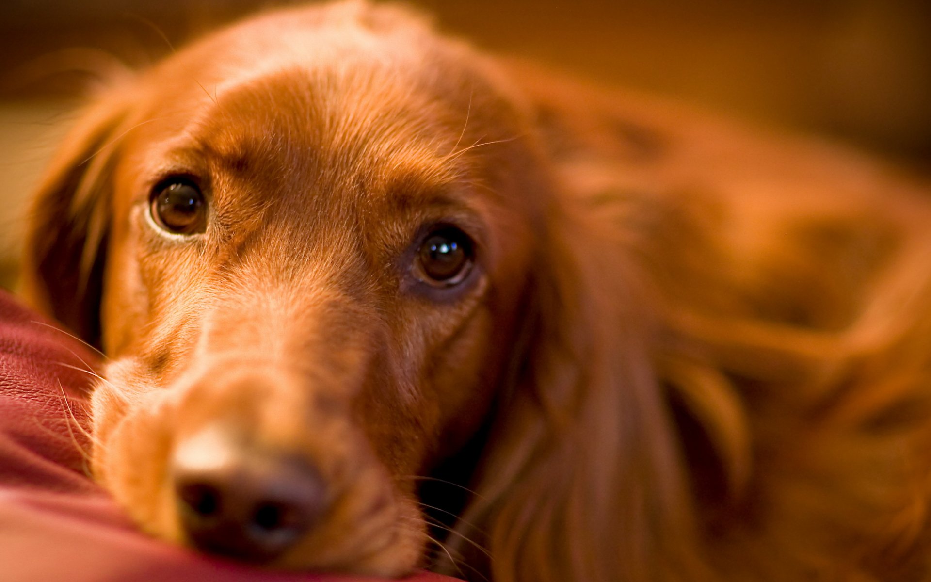 cane sguardo amico