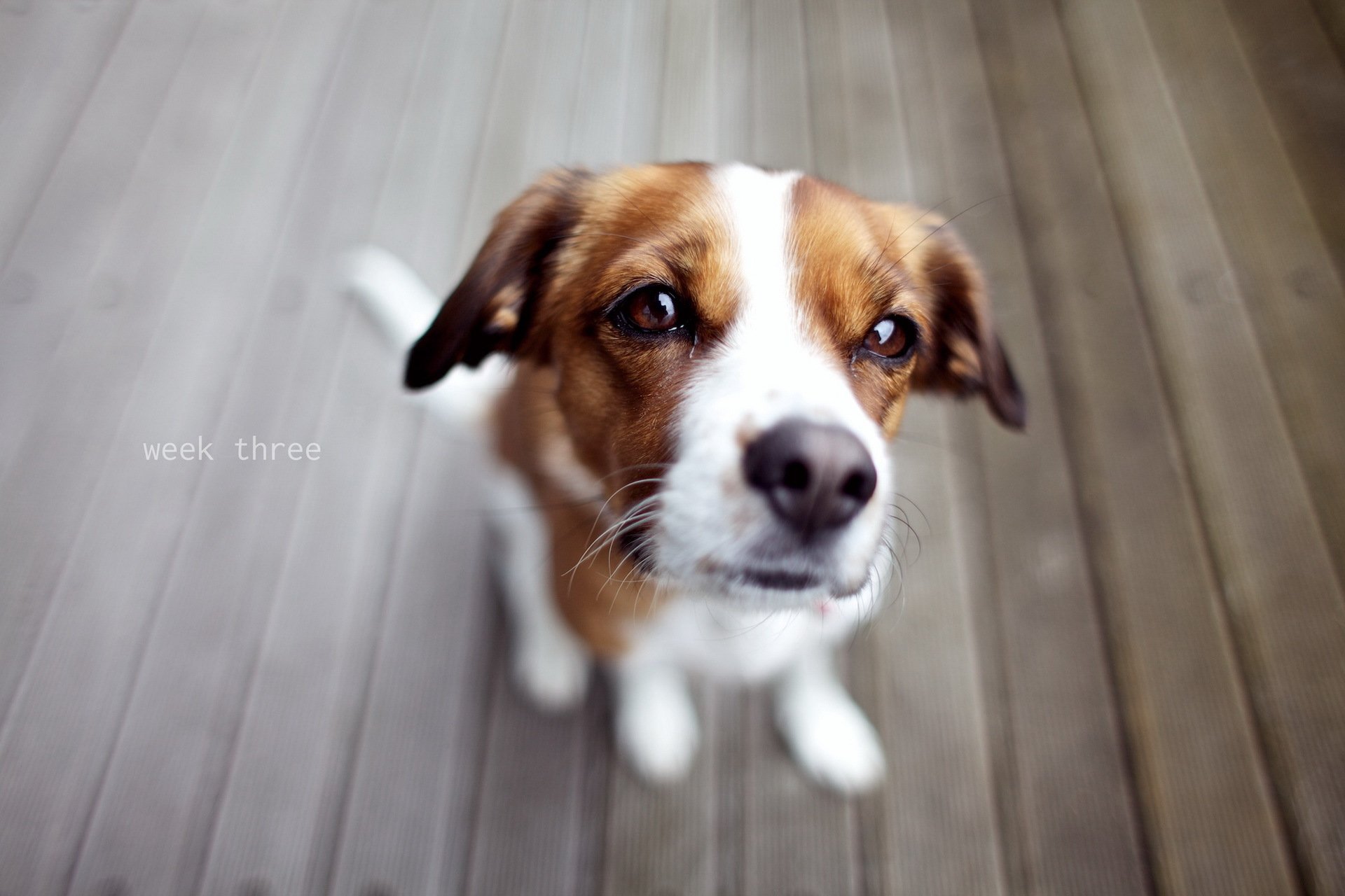 chien regard ami