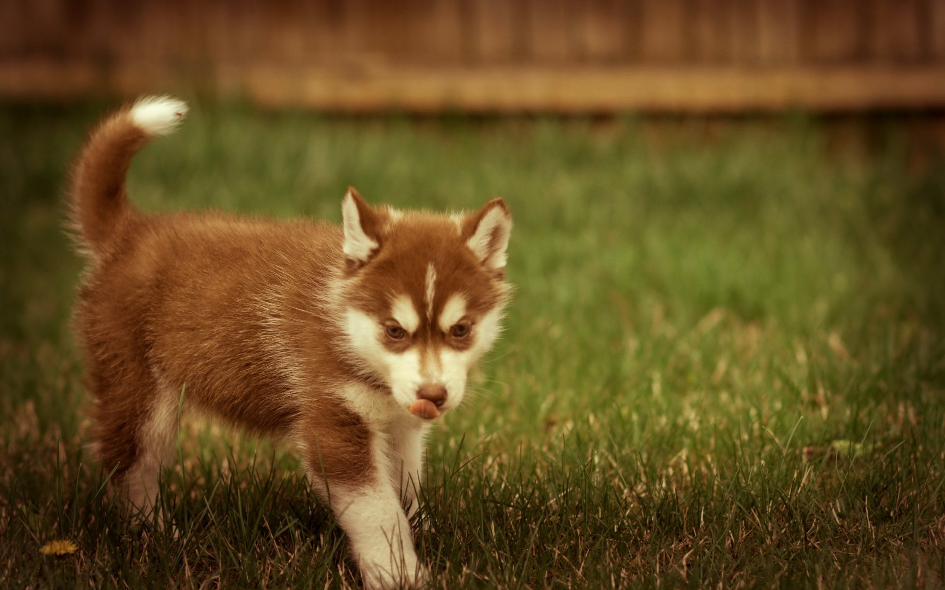 dog summer nature