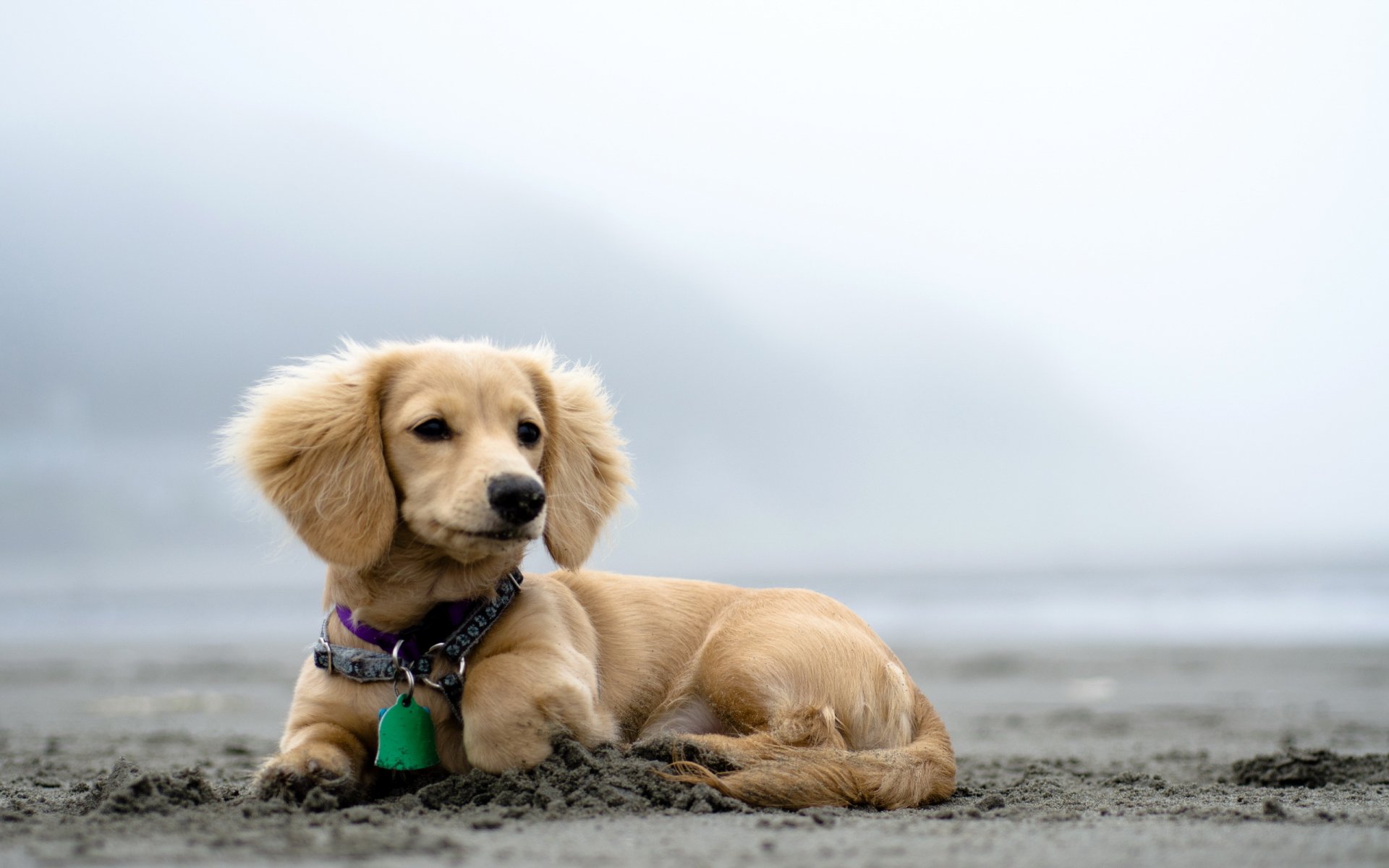 perro mirada naturaleza