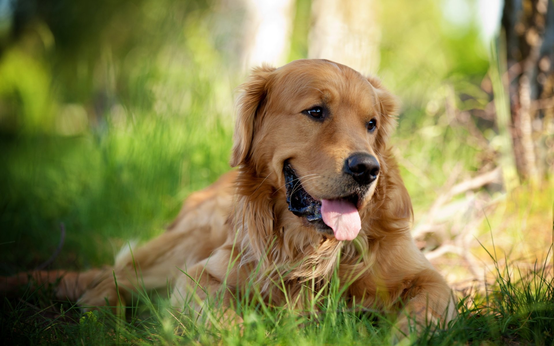 retriever pies przyjaciel spojrzenie natura