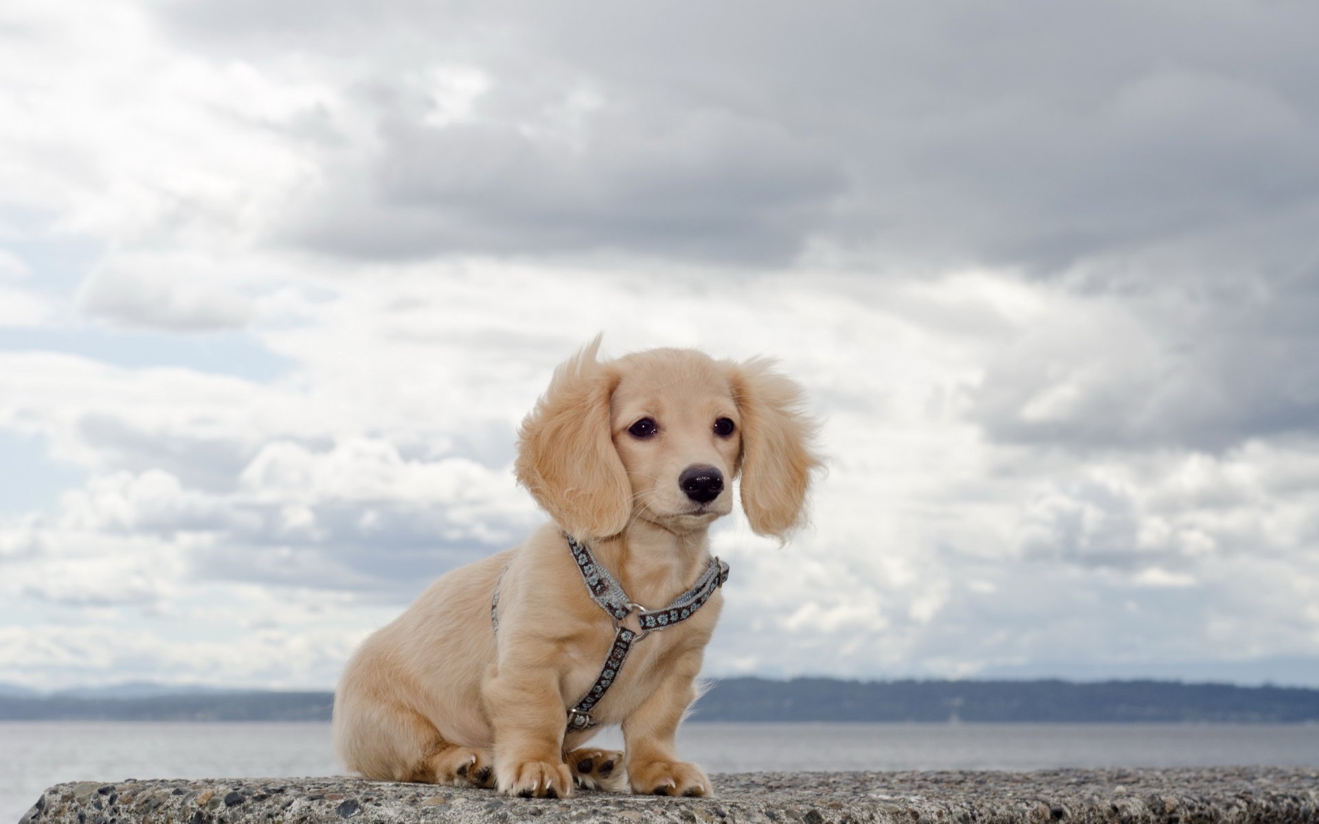 dachshund amigo mirada