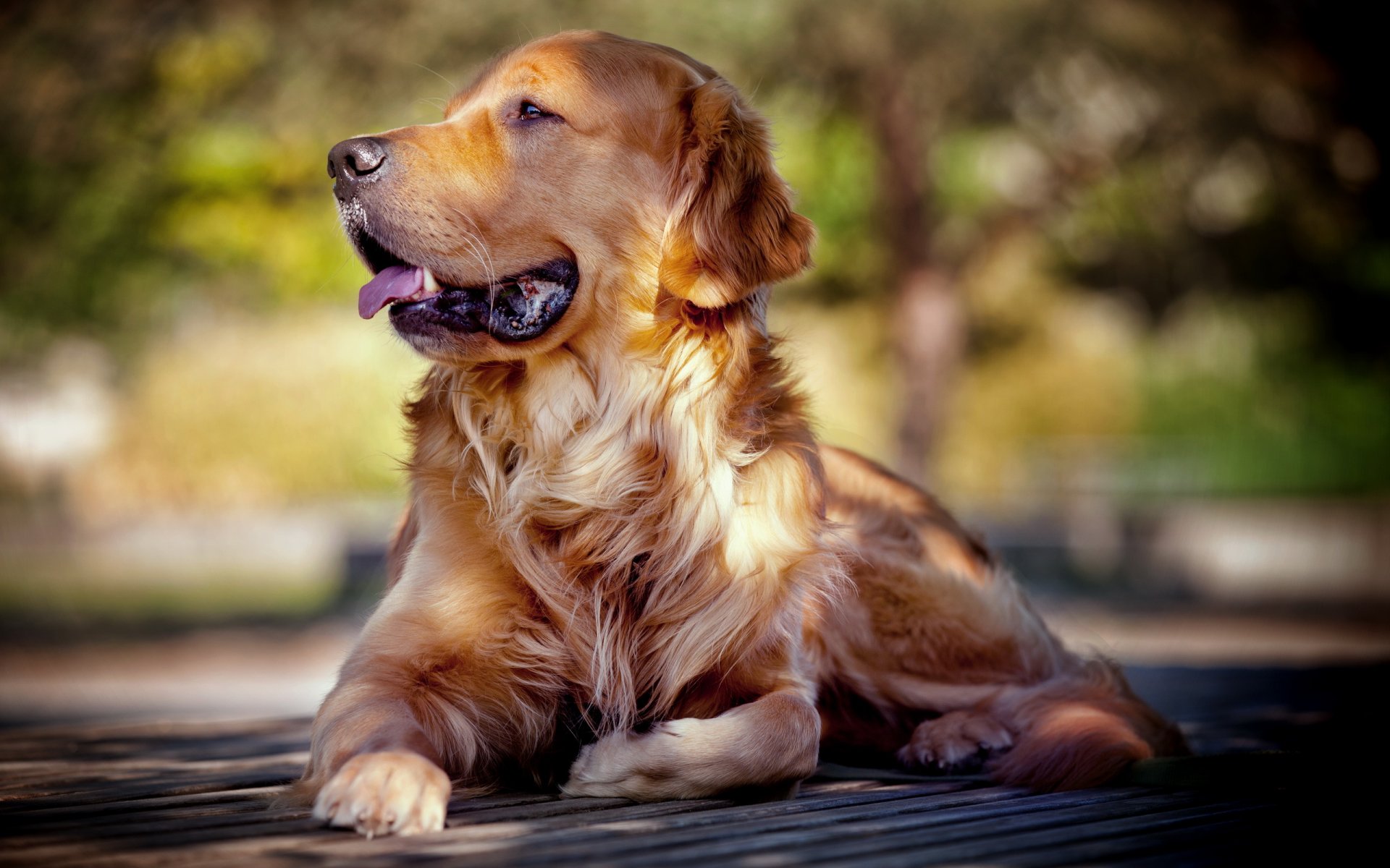 retriever hund freund blick