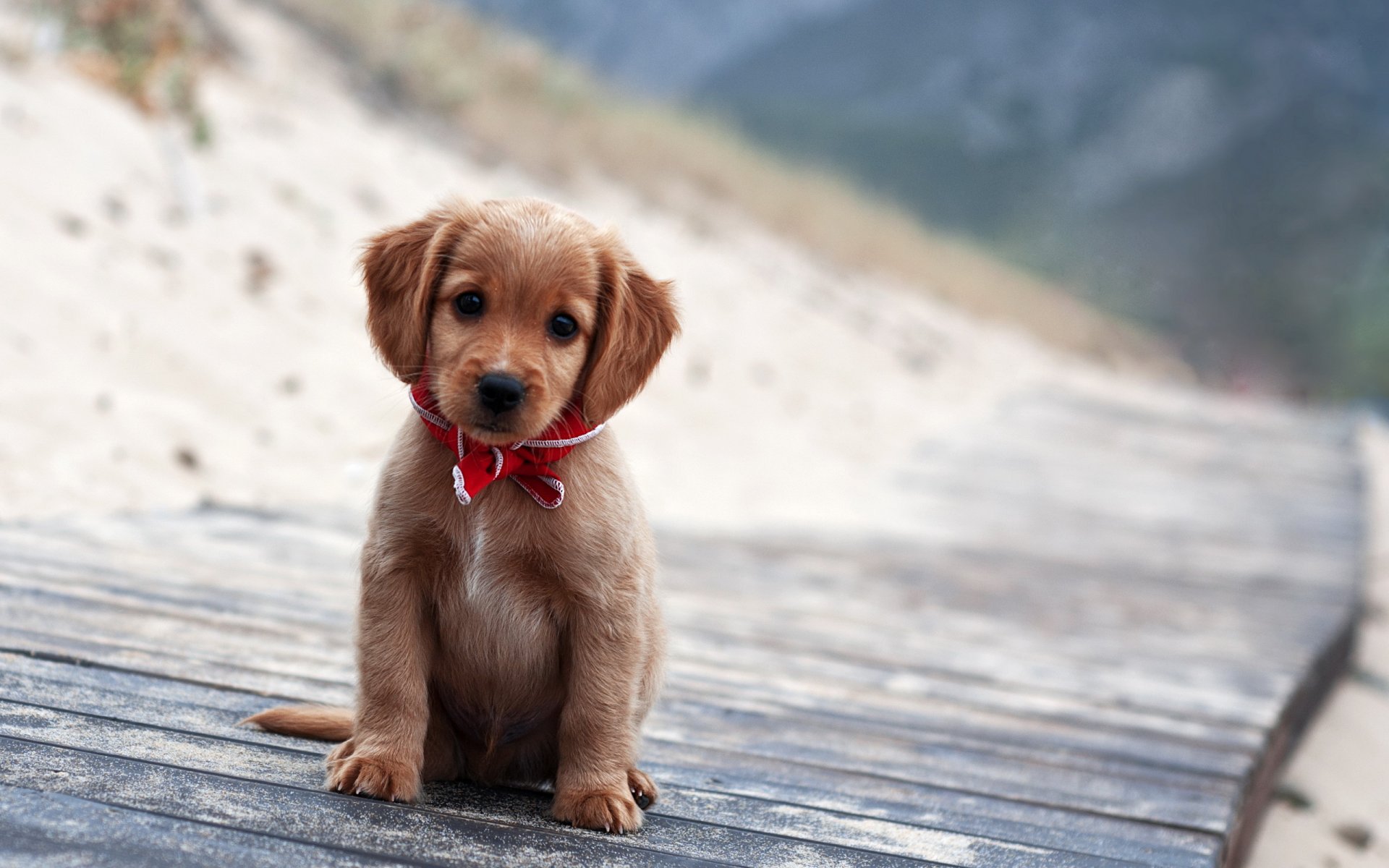 chien chiot portrait