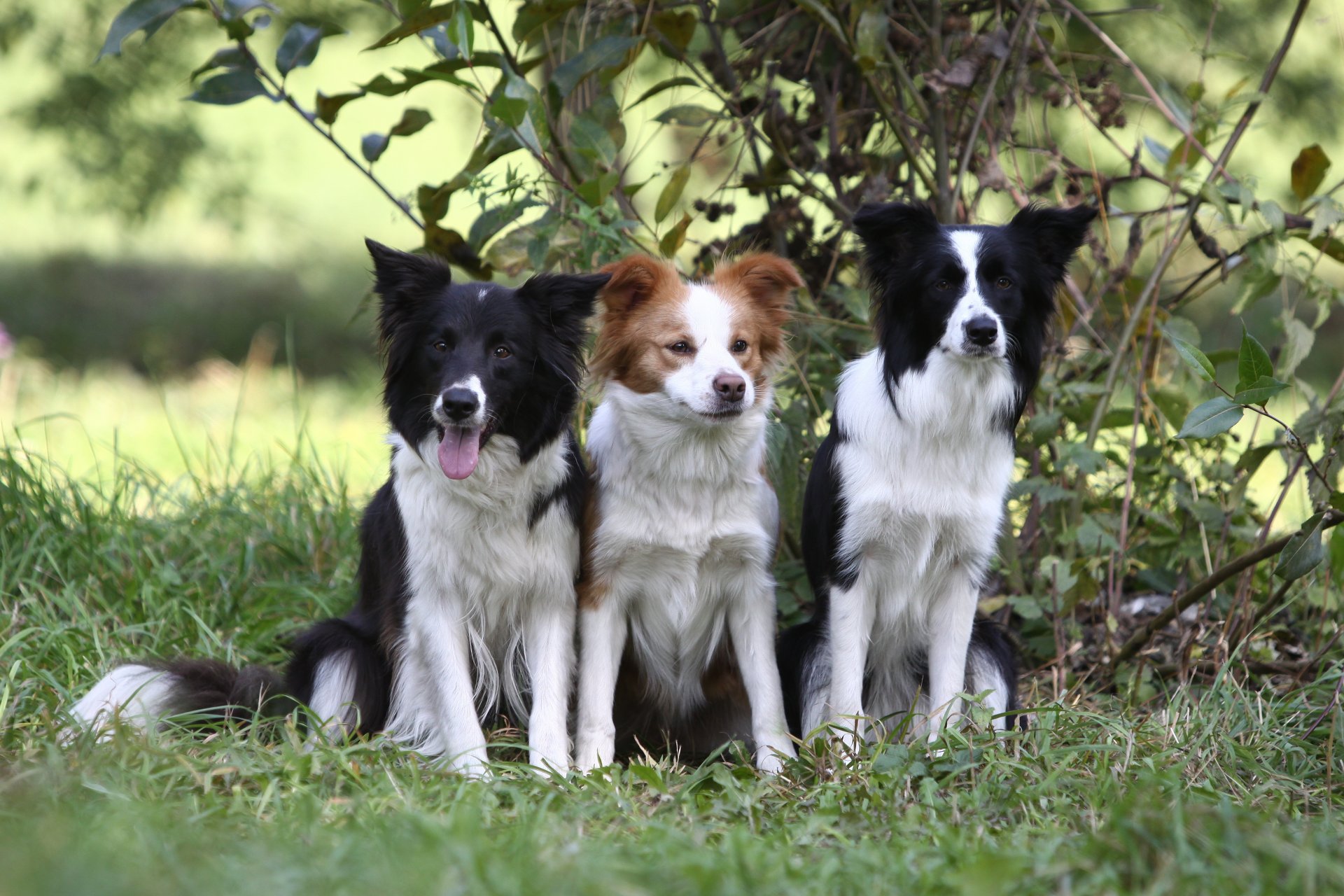 hund welpe border collie