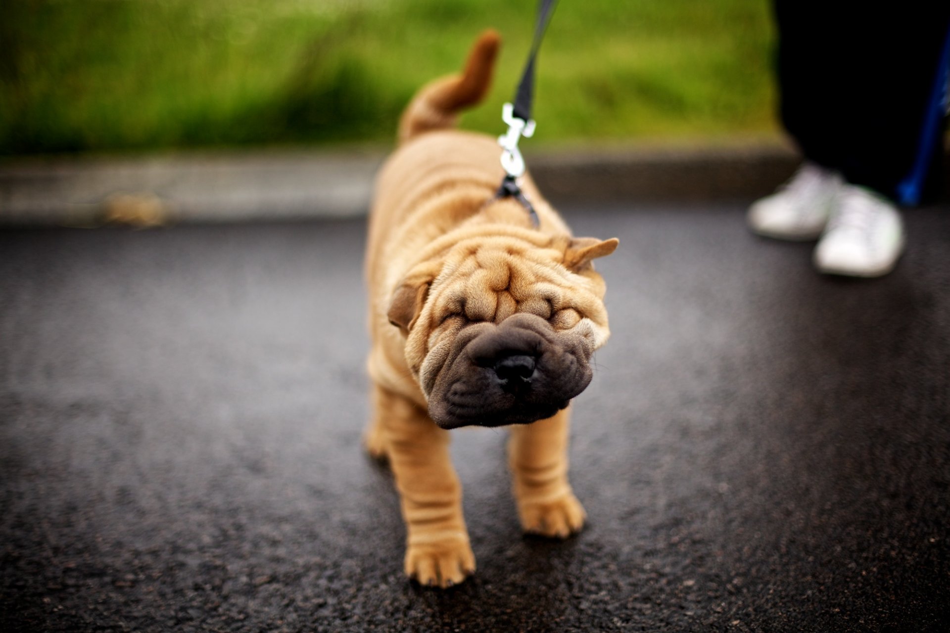 cane faccia shar pei cucciolo