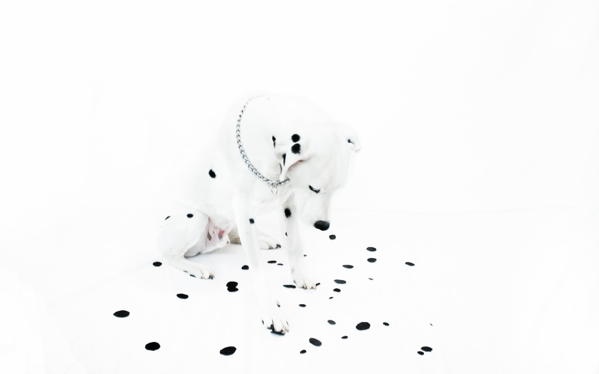 dolmatinets puppy spots necklace