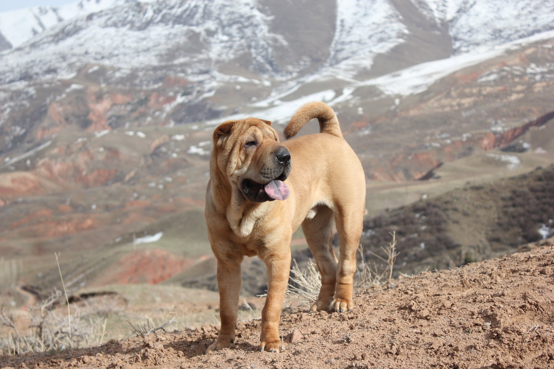 perros sharpei montañas primavera