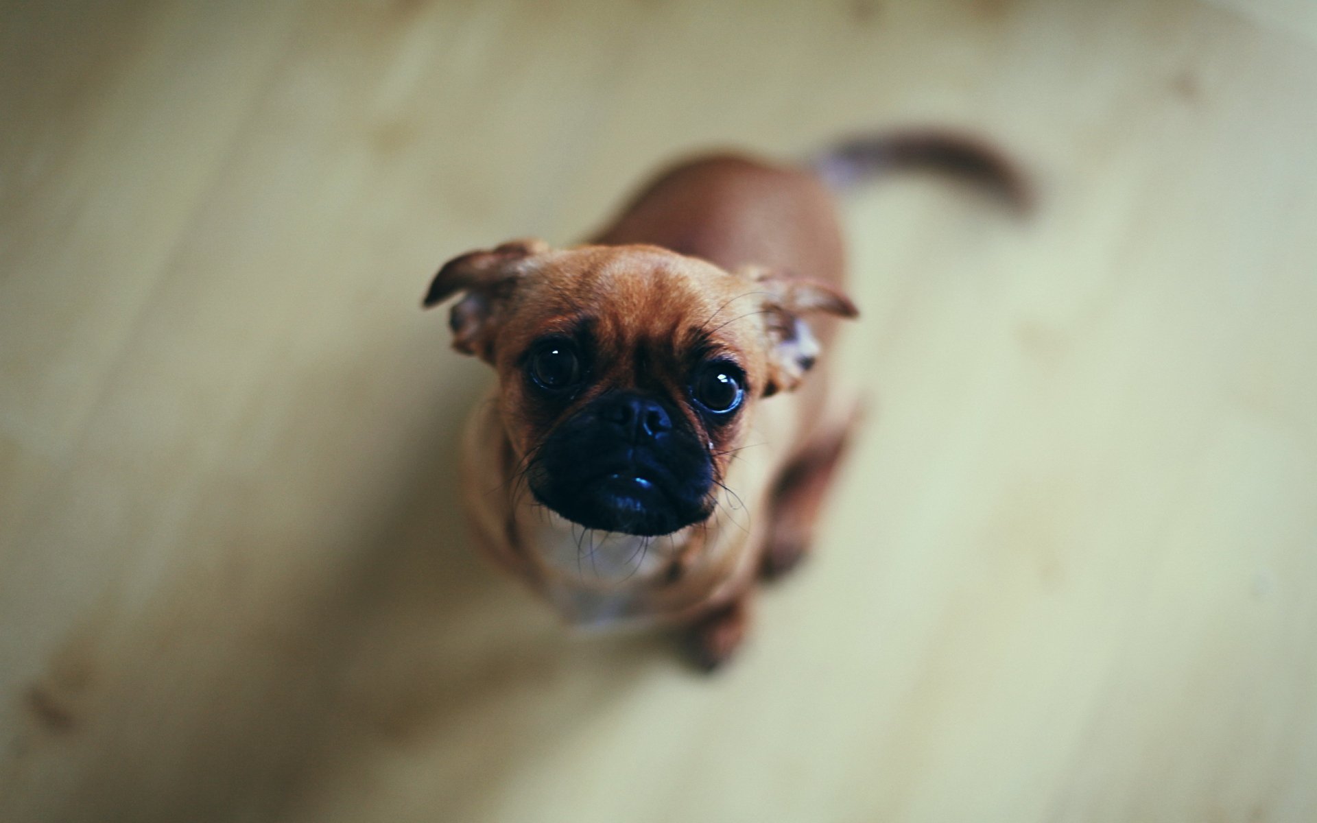 perro mirada amigo