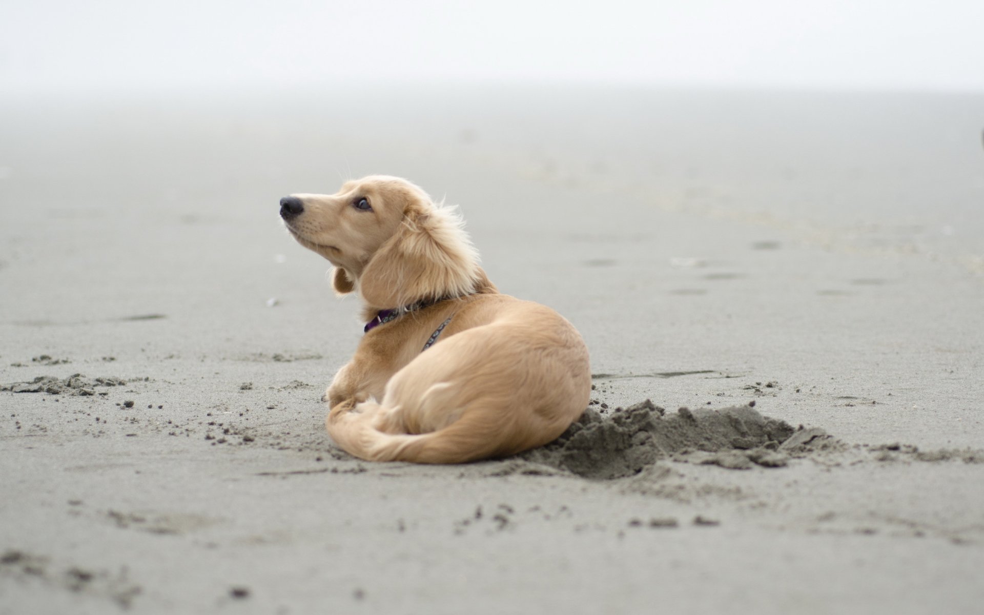 hund sand freund