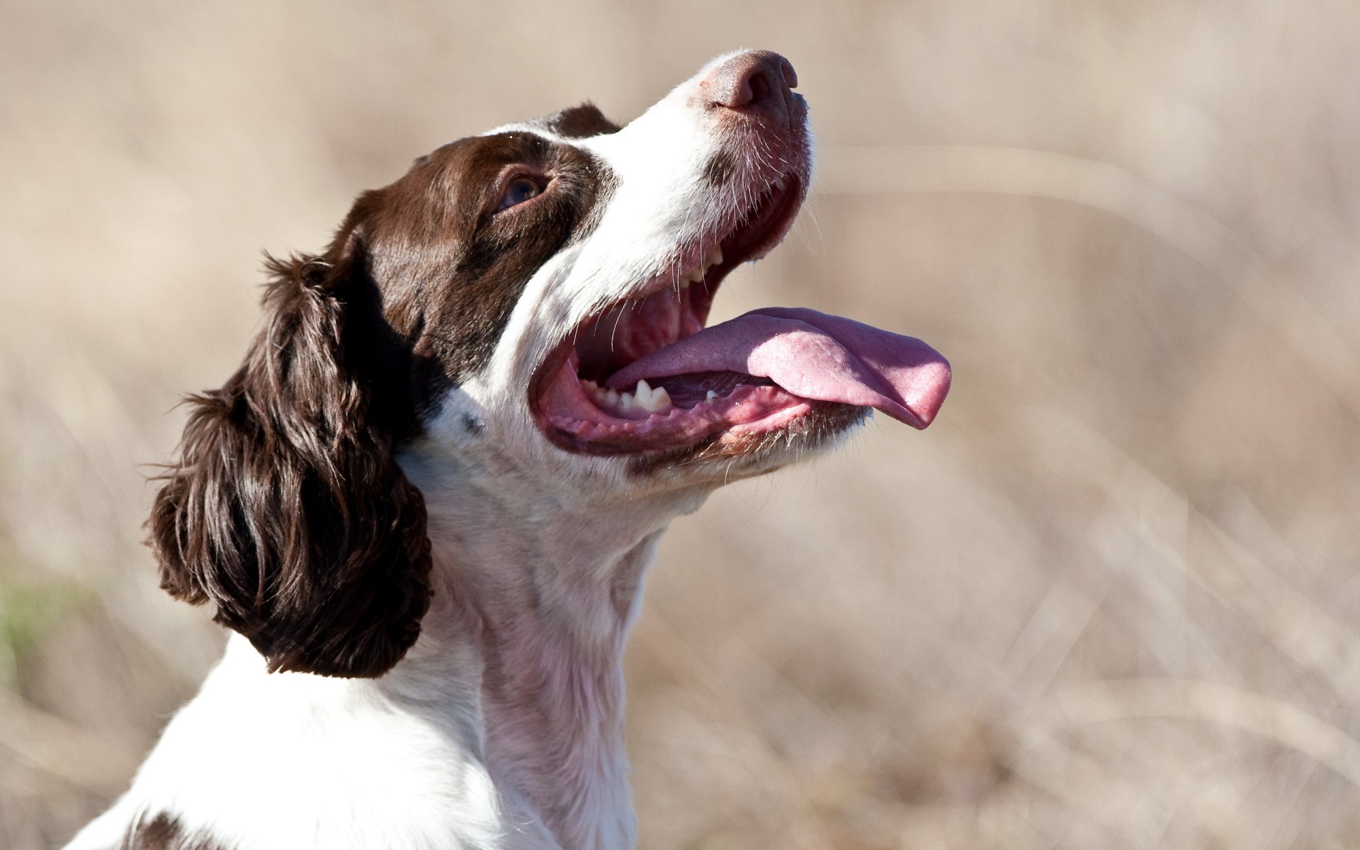 perro campo verano