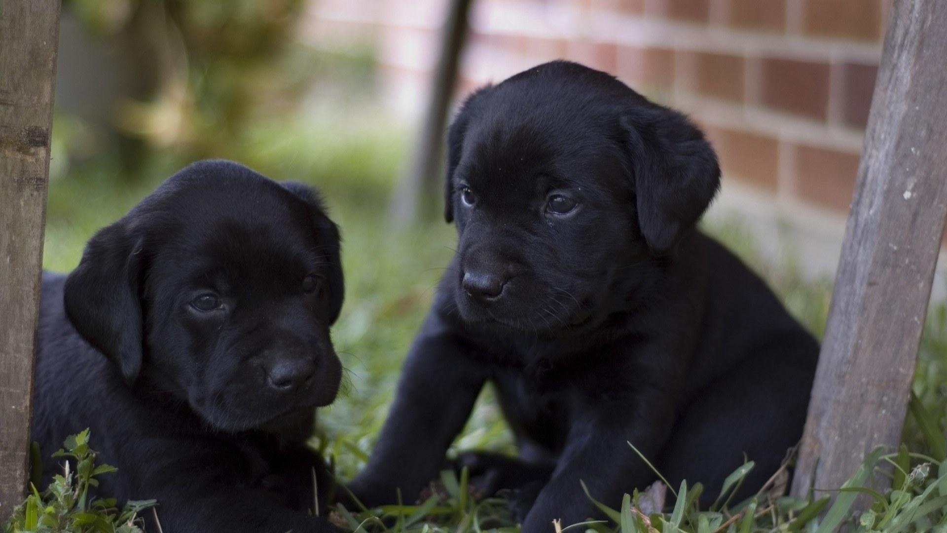 cane labrador retriever cuccioli cane felice