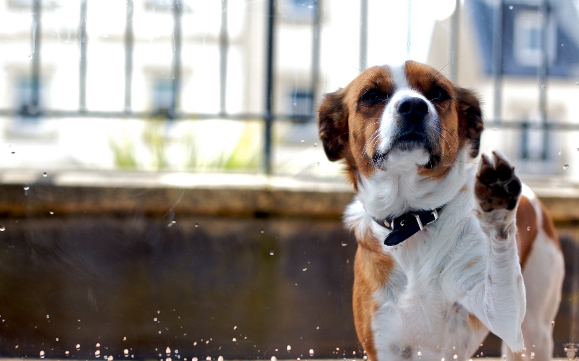 hund freund hintergrund