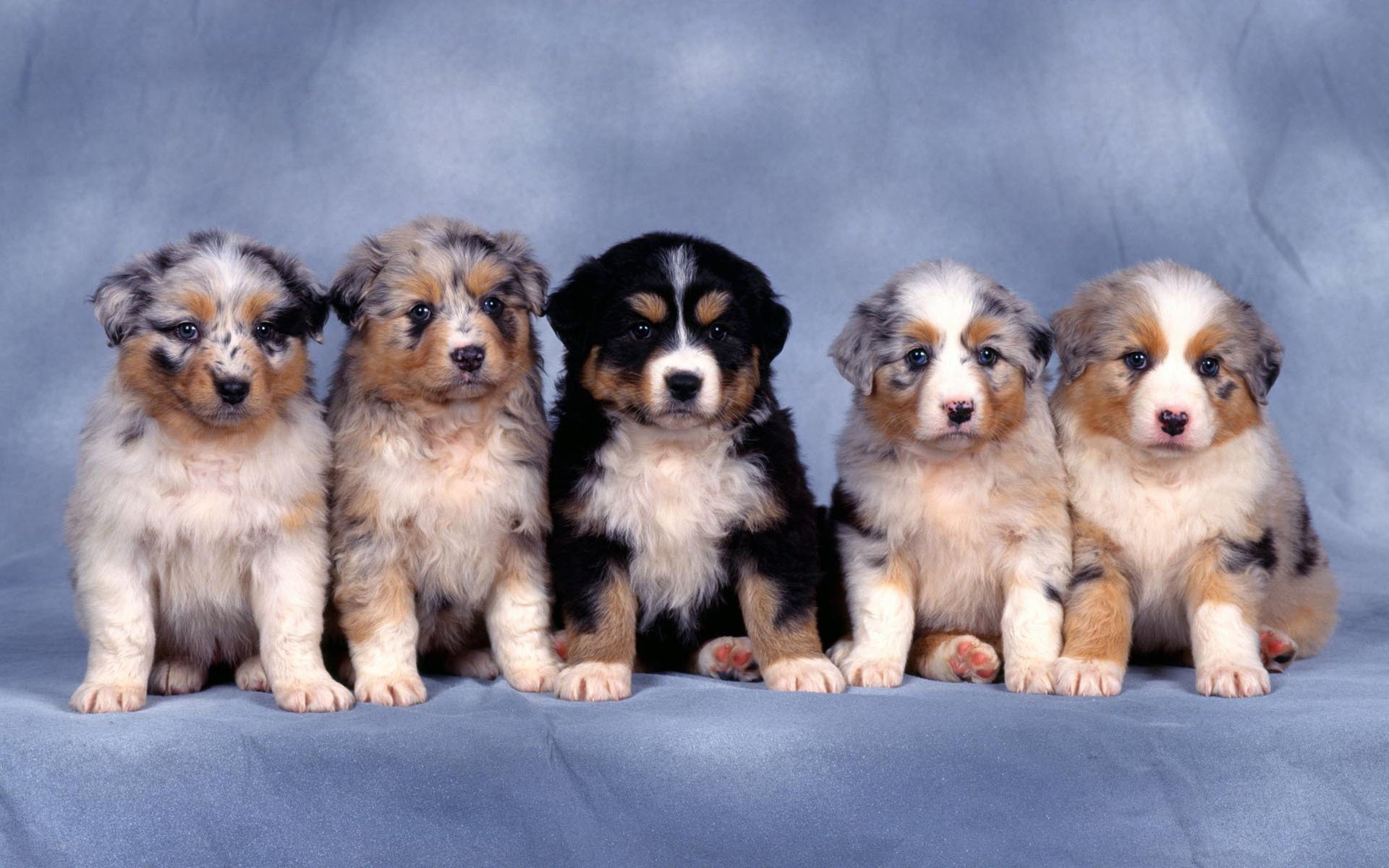 cachorros collies perros pastores pequeños cinco