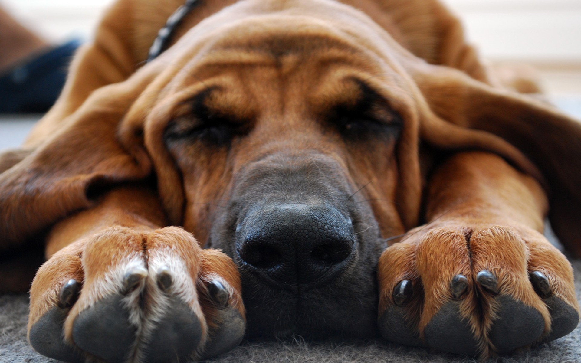 perro durmiendo patas nariz hocico