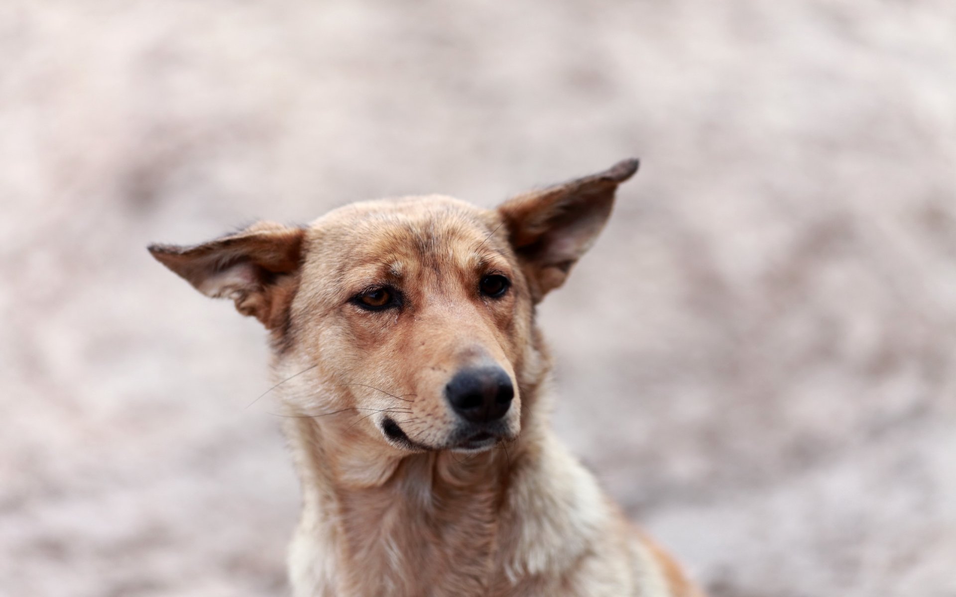 chien vue fond