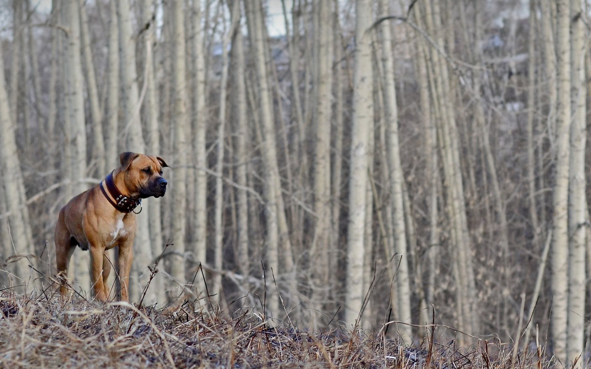 perro bosque primavera