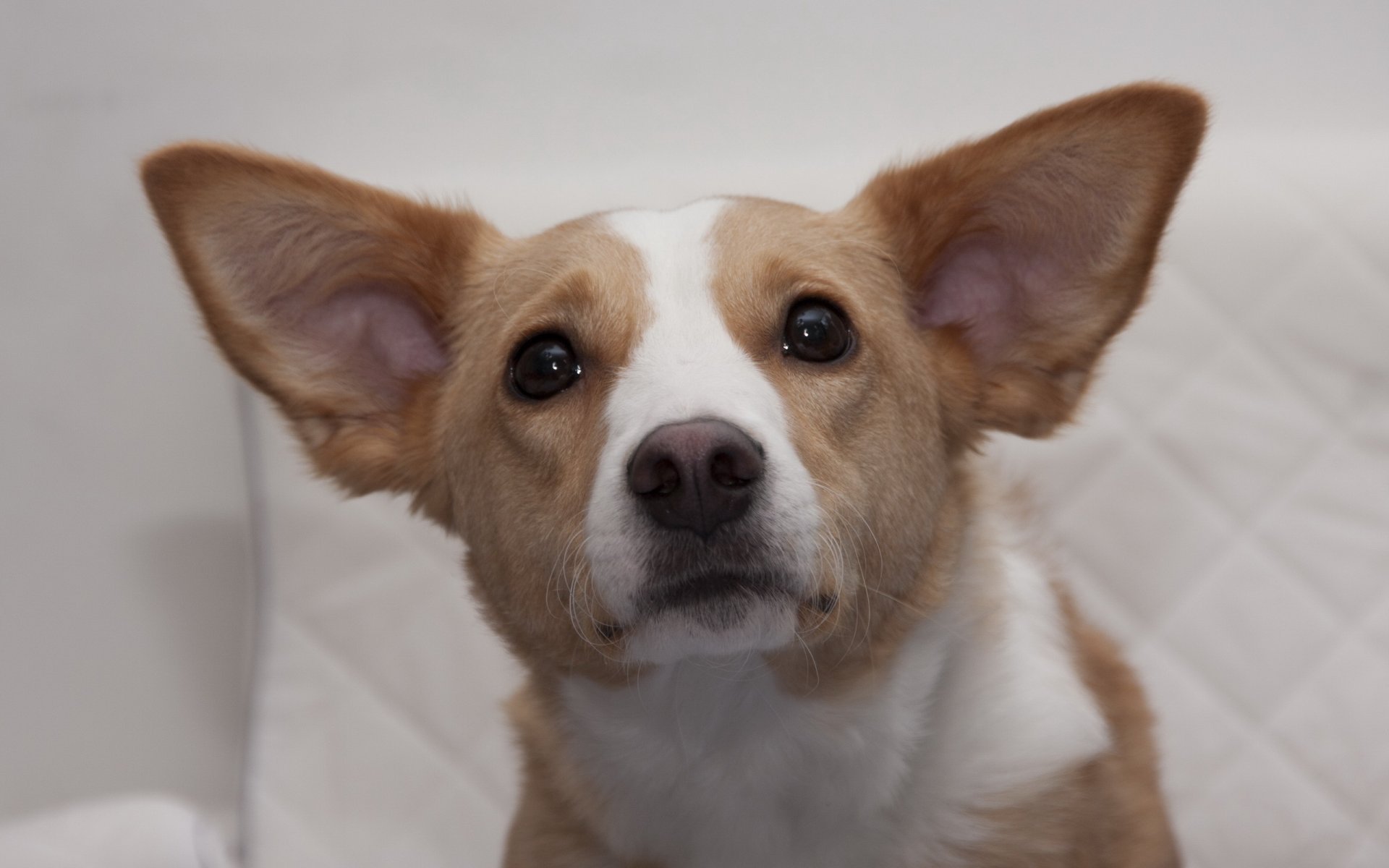 hund freund blick