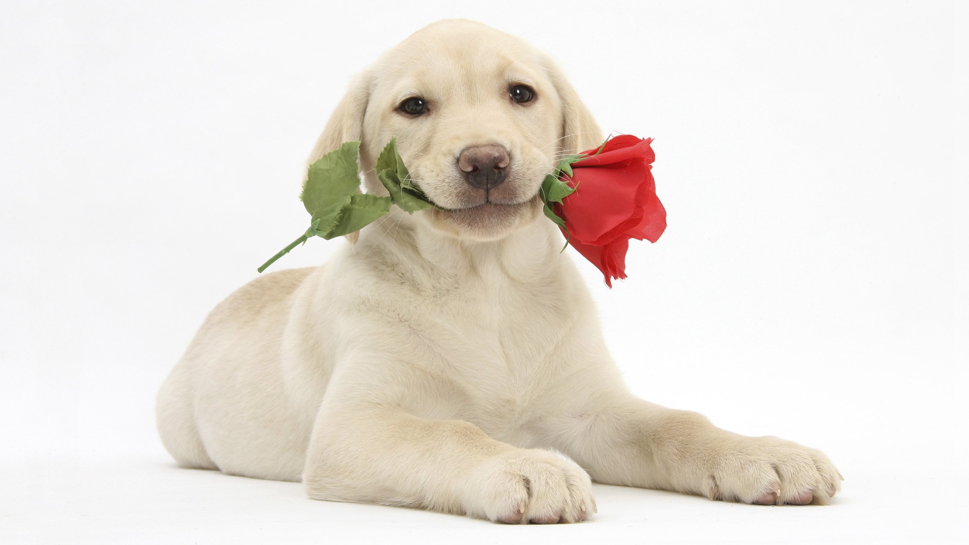 szczeniak labrador retriever kwiat róża