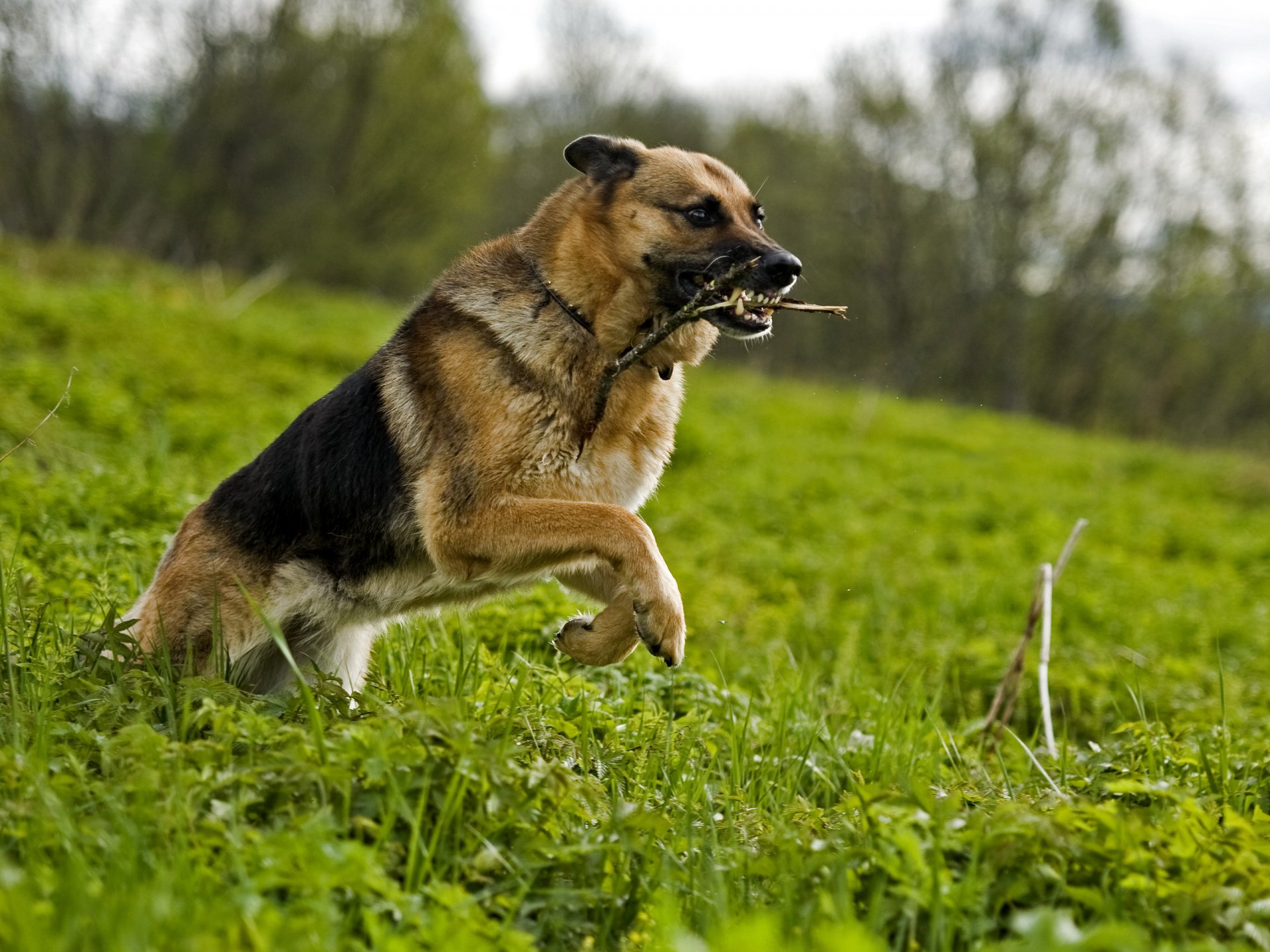 claro césped hierba perro pastor palo juego correr movimiento boca colmillos