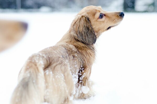 Chien sur une promenade en hiver. Autour de la neige