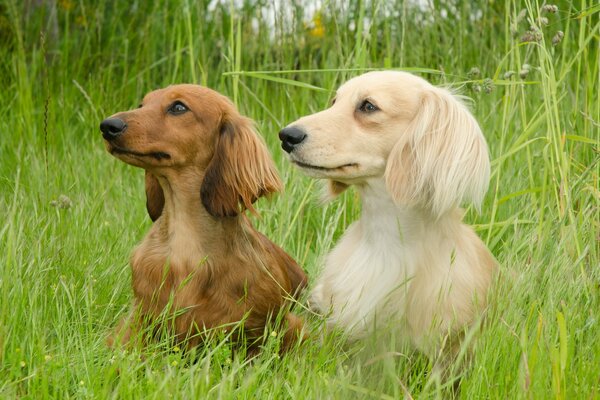 Two dachshunds on a walk in the summer, sitting in the green grass