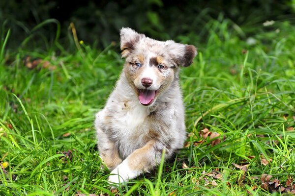 A dog running on the grass with its tongue hanging out