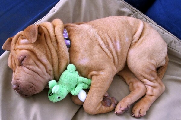 Le repos du petit Shar Pei avec un jouet dans les pattes