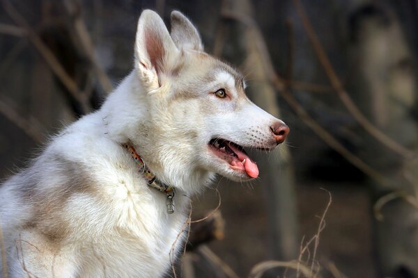 Beautiful look of a dog in nature