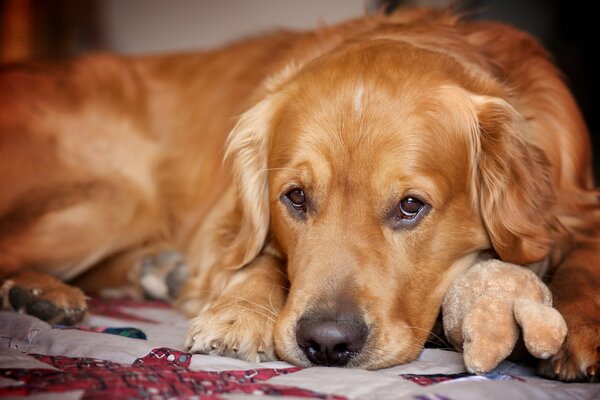 Trauriger Blick des Hundes