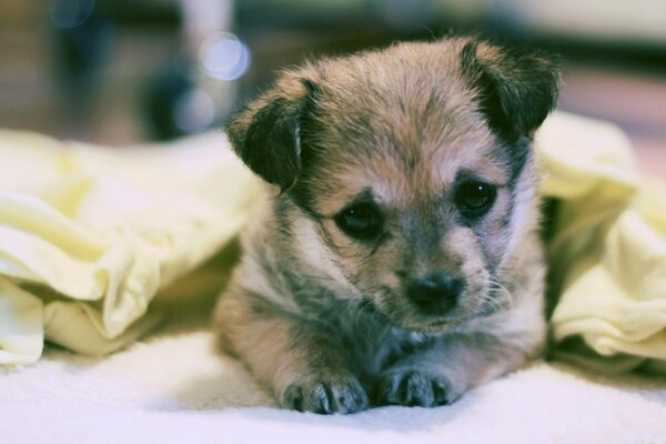 A small pet puppy under a blanket