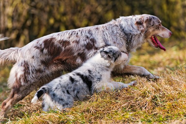 A walk of an Australian shepherd dog and a puppy. Motherhood