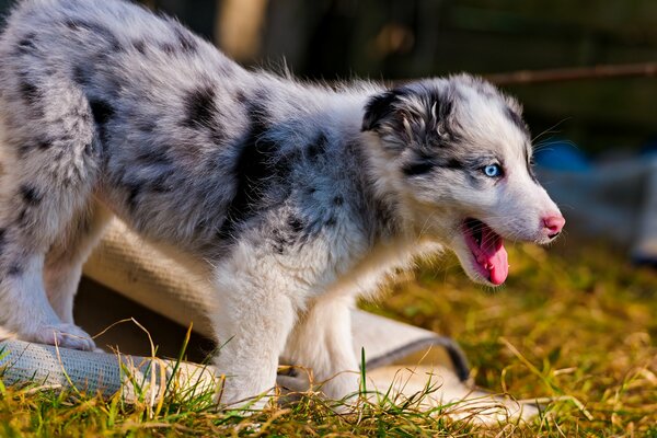 Australian Shepherd Welpe auf Gras