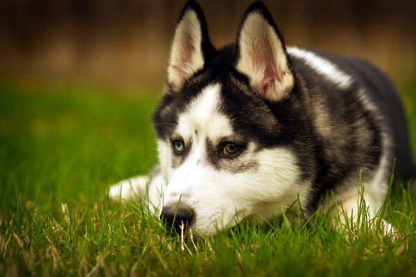 Ein Husky mit einem traurigen Blick auf die Natur