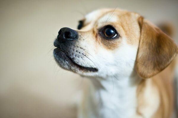 Fascinant beau regard de chien