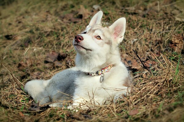 Pies rasy husky leży na łonie natury