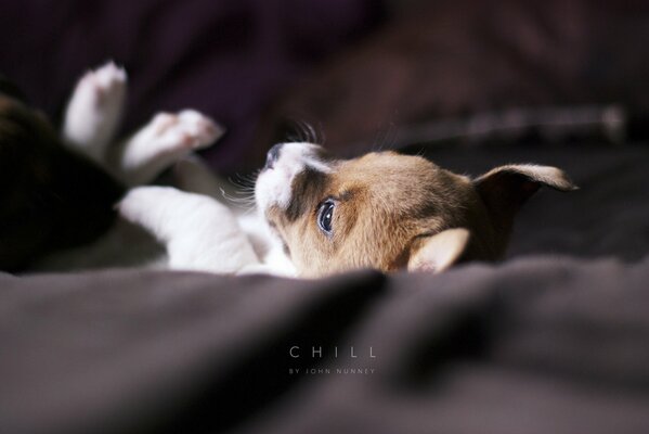 Chien, chiot sur une couverture. Froid