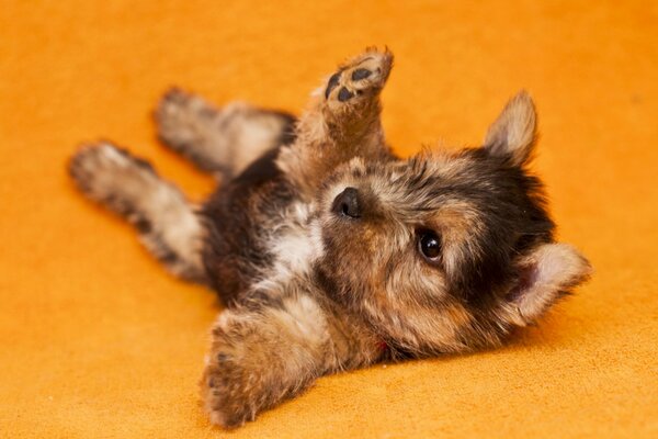 Il piccolo cucciolo gioca il gioco