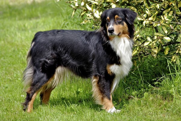 Australian shepherd Shepherd on a green background