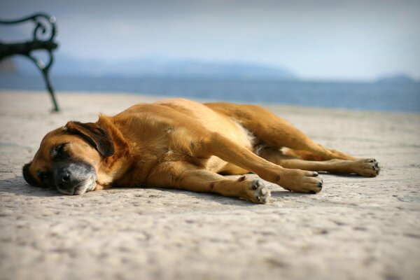 Perro tumbado en la arena en la playa, durmiendo y soñando