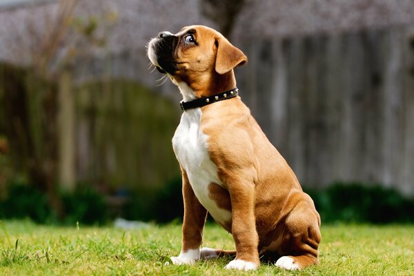 La mirada de un cachorro sentado a un lado