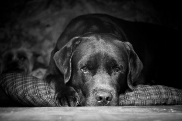 Labrador is the best dog for man